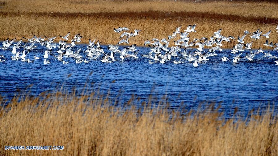 Liaoning: Gaviotas en Jinzhou de Dalian