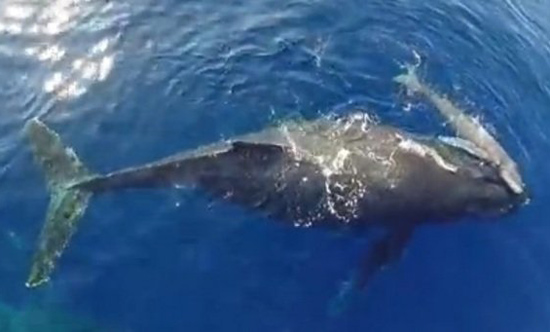 Fotos de delfines y ballenas hechas con dron casero