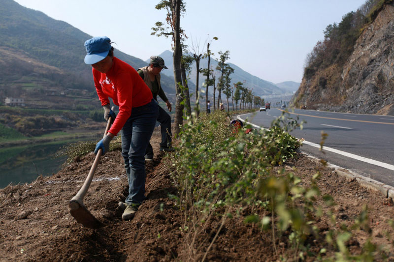 Residentes locales plantan árboles a lo largo de una carretera en la ciudad de Shiyan, provincia de Hubei, el 10 de marzo, en vísperas del Día de la Plantación de Árboles, que se celebra en China el 12 de marzo. Voluntarios que participan en la actividad que iene como objetivo promover la seguridad ecológica. [Foto/Xinhua]