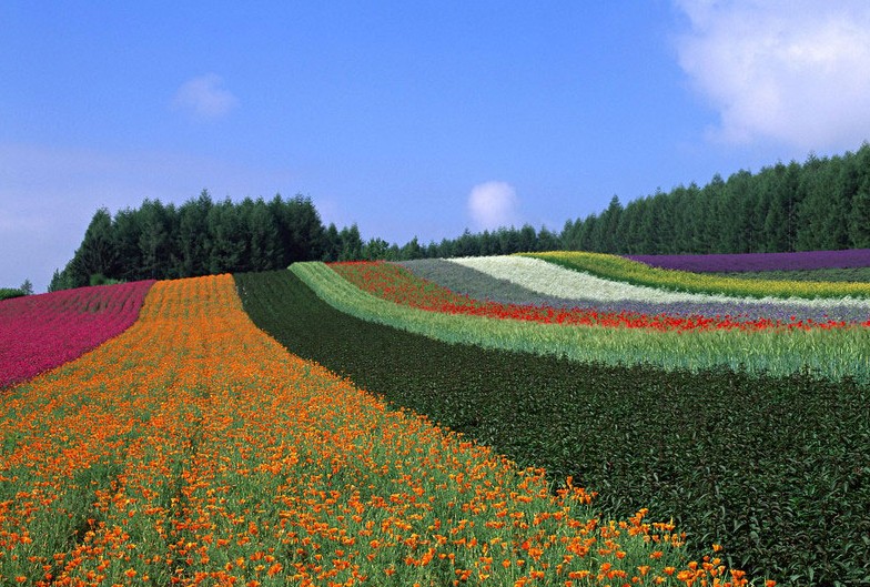 2. Mar de flores de Hokkaido, Japón.