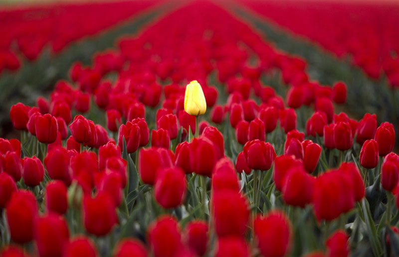 6. Un tulipán amarillo en un campo de tulipanes rojos.