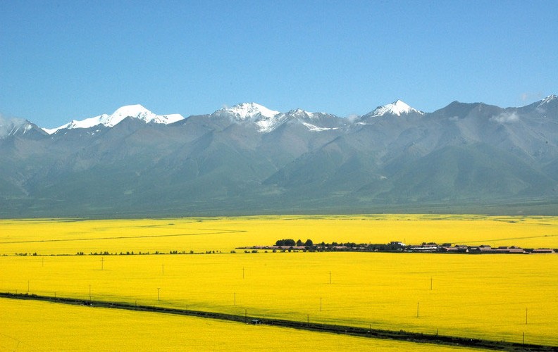 7. Mar de coliflor en Menyuan, Qinghai.