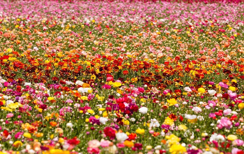 9. Algunas de las increíbles flores en exhibición en los campos de flores el rancho Carlsbad, en California, el 15 de abril de 2012. 