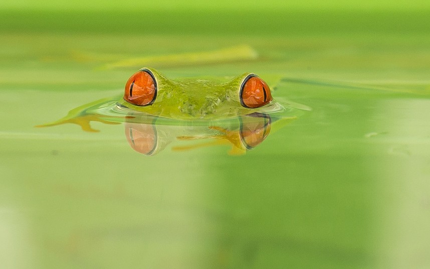 Foto de rana verde de ojos rojos  6