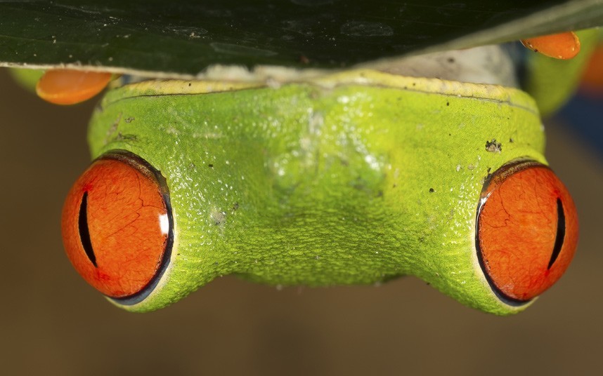 Foto de rana verde de ojos rojos  10