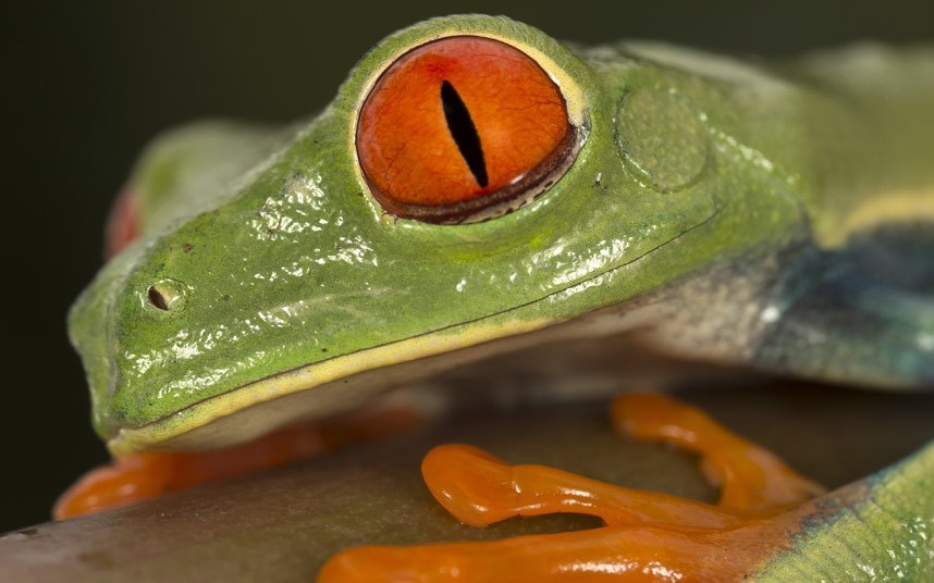 Foto de rana verde de ojos rojos  4