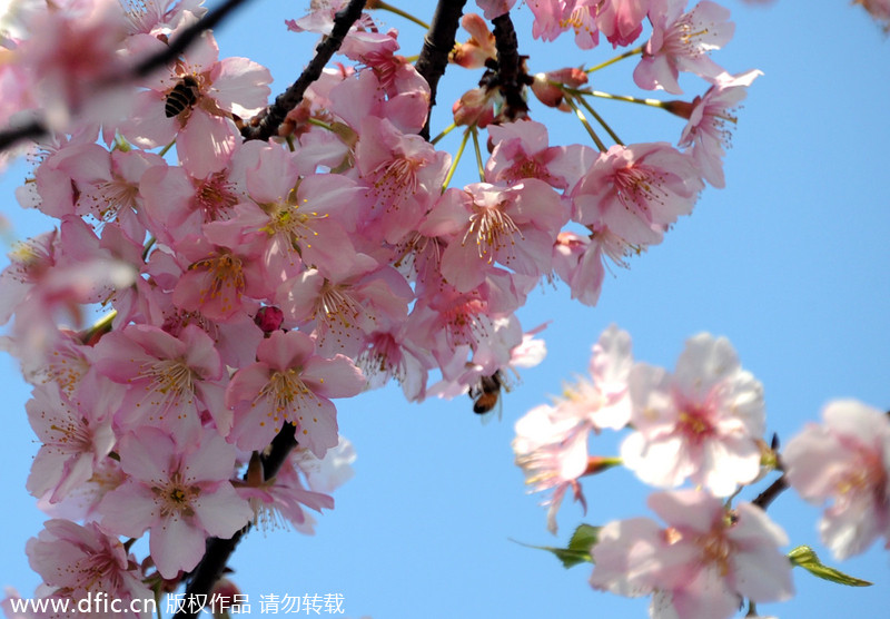 Con la primavera llegan las flores de cerezo