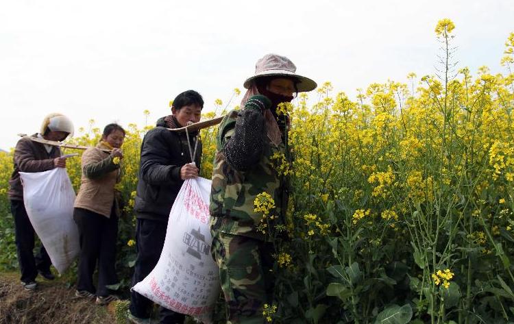 ANALISIS: Reformas rurales plantean más cambios y retos en China