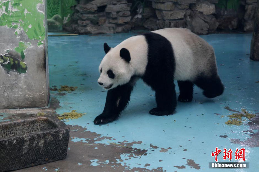 El panda que sobrevivió será trasladado