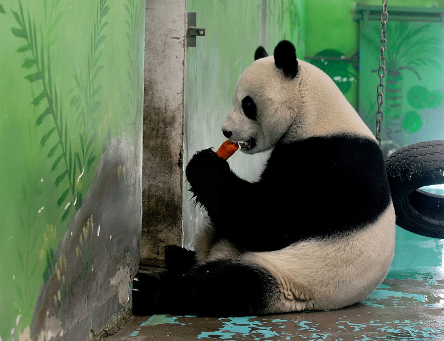 El panda que sobrevivió será trasladado
