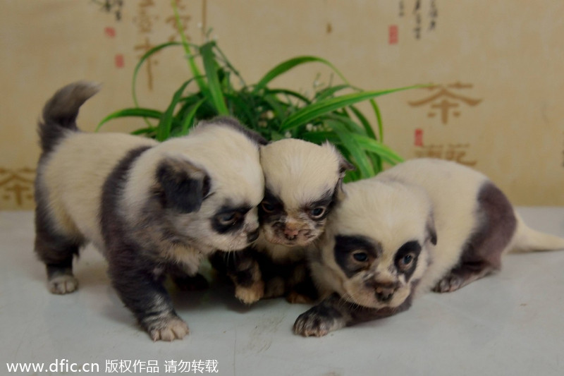 Nacen perritos con aspecto de panda en China