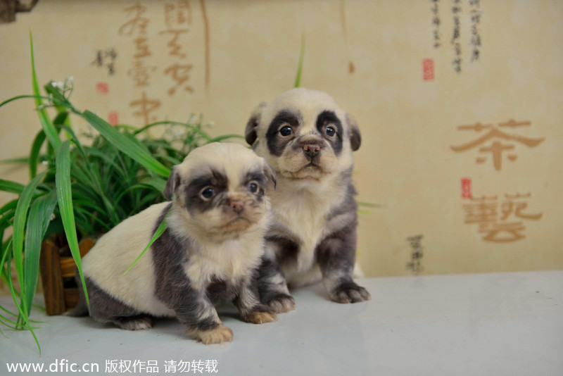 Nacen perritos con aspecto de panda en China