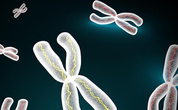 Fabrican el primer cromosoma sintético de un organismo vivo complejo