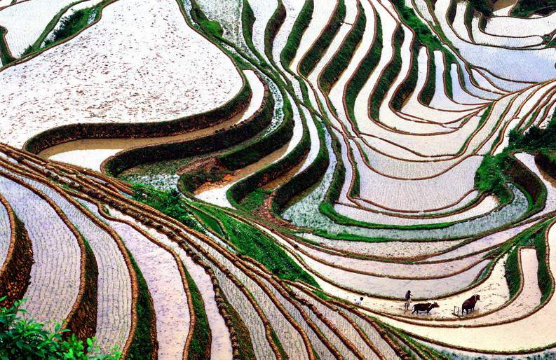 Terrazas de arroz en el condado de Longsheng, región autónoma de Guangxi Zhuang. 