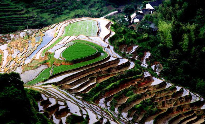 Terrazas de arroz de Shangbao en el condado de Chongyi, ciudad de Ganzhou, provincia de Jiangxi. 