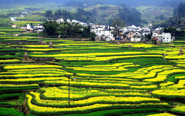 Terrazas de Jiapeng, en el condado de Jixi, provincia de Anhui. 