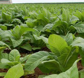 ESPECIAL: Lluvias complican cosecha tabacalera cubana