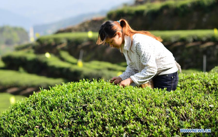 Recogida de hojas de té en Hubei