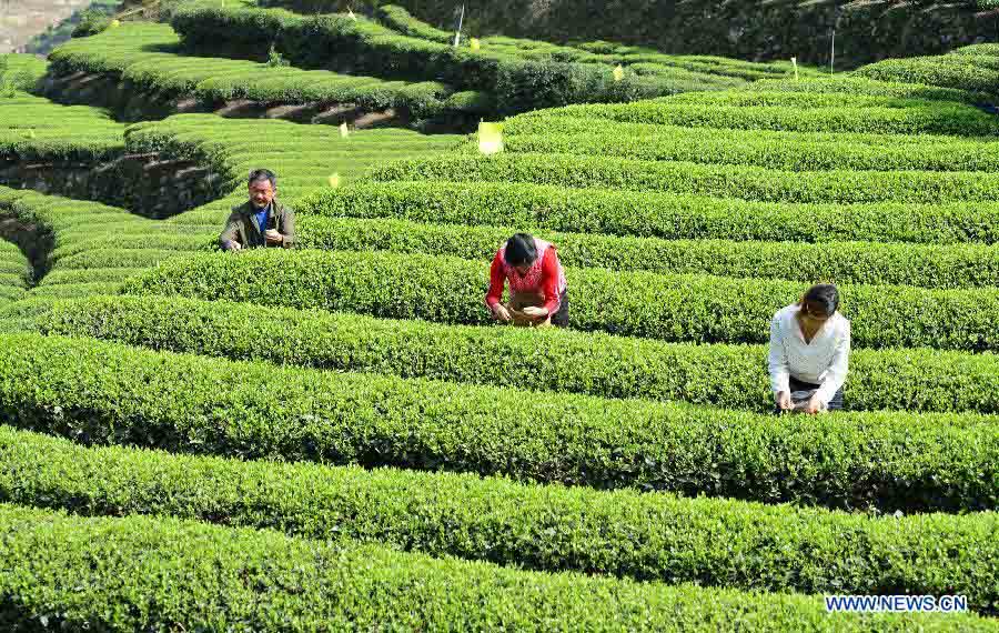 Recogida de hojas de té en Hubei