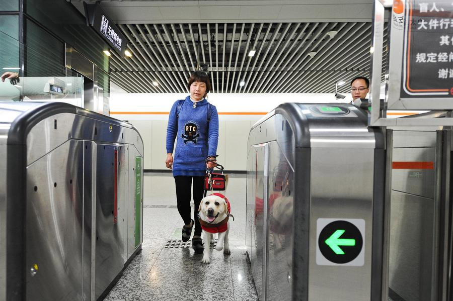 Shanghai otorga derechos a los perros guía