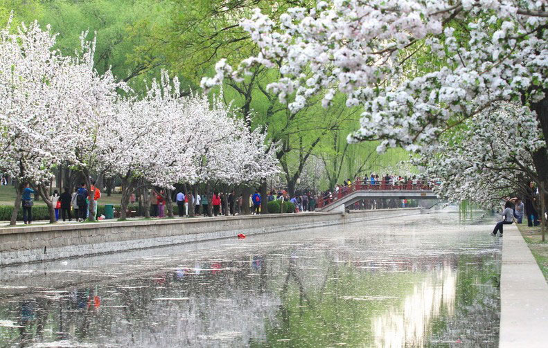 Foto del 6 de abril 6 de 2014. Parque de las Reliquias de Ciudad Amurallada de la Dinastía Yuan celebra su festival anual de la flor del manzano. Los visitantes se acercan al parque con familiares y amigos para disfrutar de las flores de primavera.