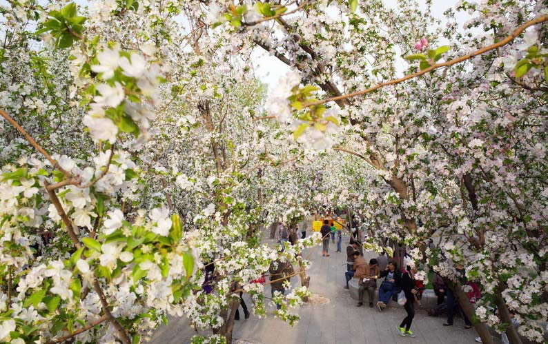Foto del 6 de abril de 2014. Parque de las Reliquias de Ciudad Amurallada de la Dinastía Yuan celebra su festival anual de la flor del manzano. Los visitantes se acercan al parque con familiares y amigos para disfrutar de las flores de primavera.