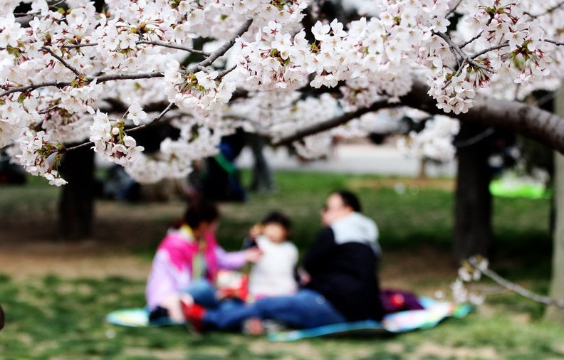 Foto del 7 de abril de 2014. La gente disfruta de un picnic bajo los cerezos en el Parque Zhongshan, Qingdao, provincia de Shandong. Debido al clima cálido del invierno pasado, los cerezos han florecido antes de lo habitual. El Parque Zhongshan recibió a 100.000 visitantes en el primer día de este fin de semana de tres días.