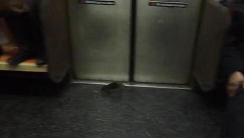 La rata del metro de Nueva York causa furor en YouTube