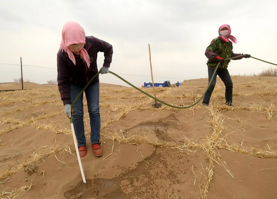Pueblo en Gansu intenta hacer florecer el desierto