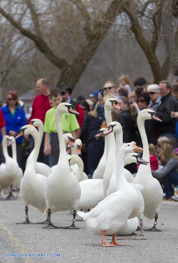 Canadá: Cisnes participan en desfile tradicional