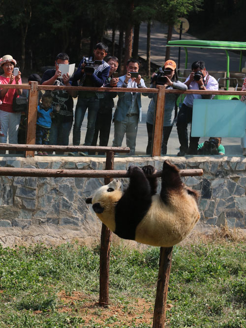 Zoológico instala televisor para entretener a un panda