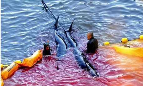 Japón continuará caza de ballenas