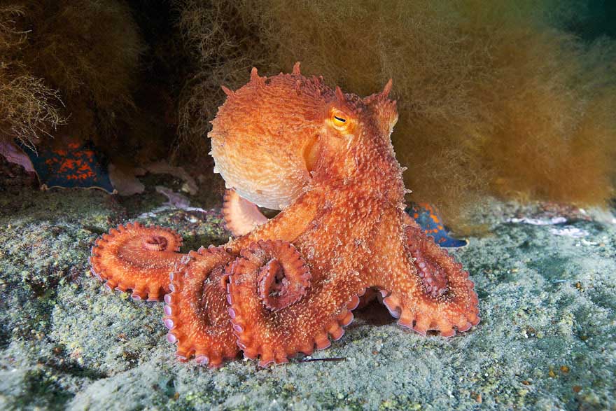 Asombrosos animales que habitan las profundidades del océano