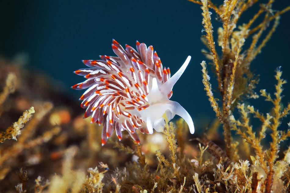 Asombrosos animales que habitan las profundidades del océano