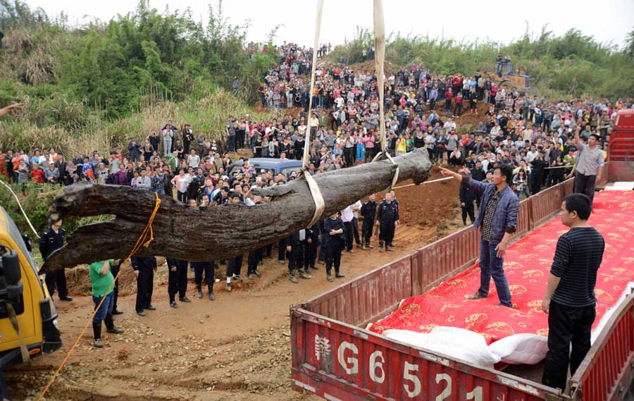 Desentierran árbol de ébano de 4.000 años de antigüedad en China