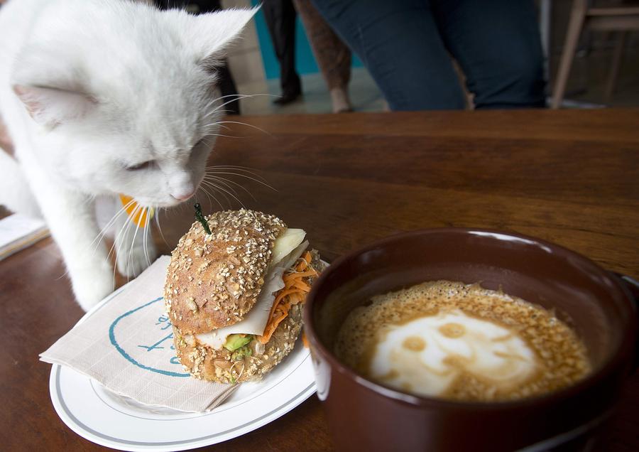 Abren el Café del Gato Nueva York