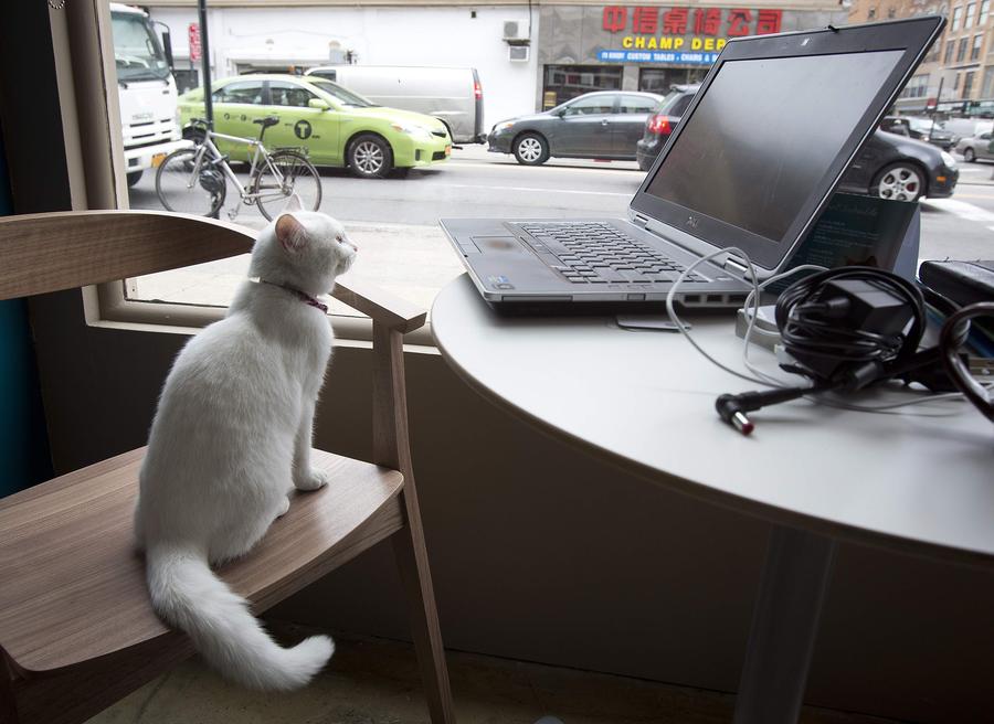 Abren el Café del Gato Nueva York