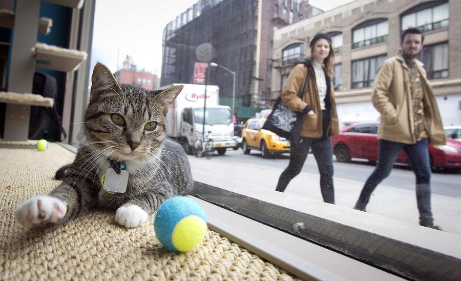 Abren el Café del Gato Nueva York