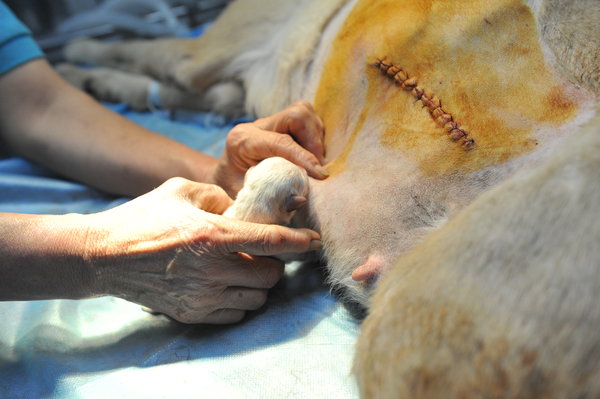 Labrador da a luz a 14 cachorros en Fuzhou