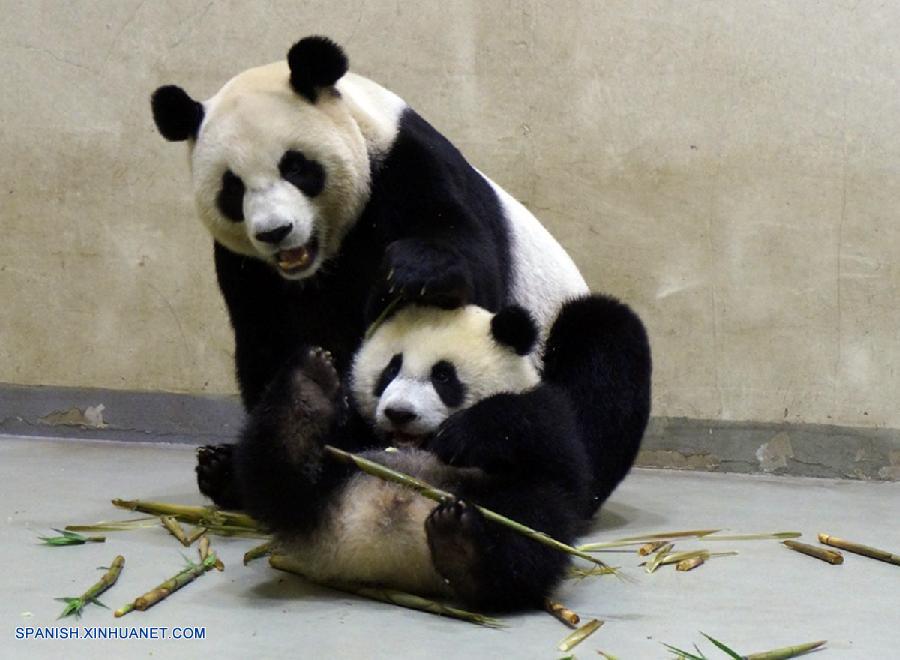 Fotos de panda gigante Yuan Zai y su mamá Yuan Yuan en Zoológico de Taipei  2
