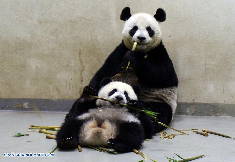 Fotos de panda gigante Yuan Zai y su mamá Yuan Yuan en Zoológico de Taipei 
