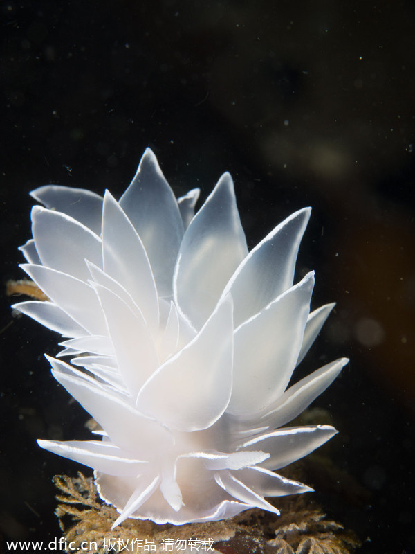 Anuncian ganadores de concurso de fotografía subacuática 2013/14