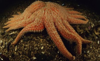 Muerte masiva de estrellas de mar en Norteamérica alerta a científicos
