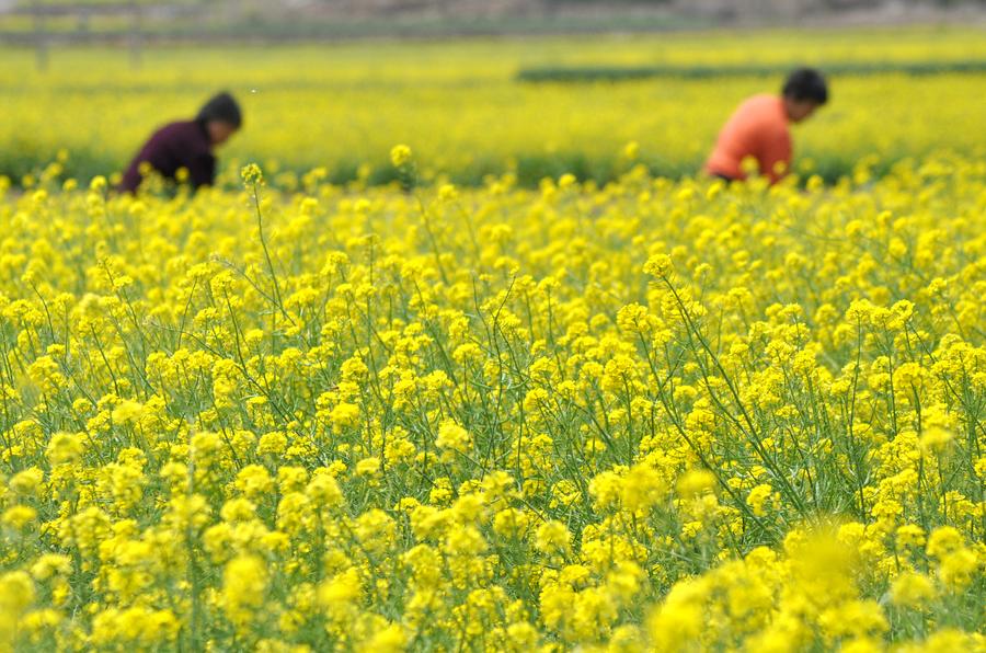 Los agricultores chinos ocupado con la agricultura como llega el verano