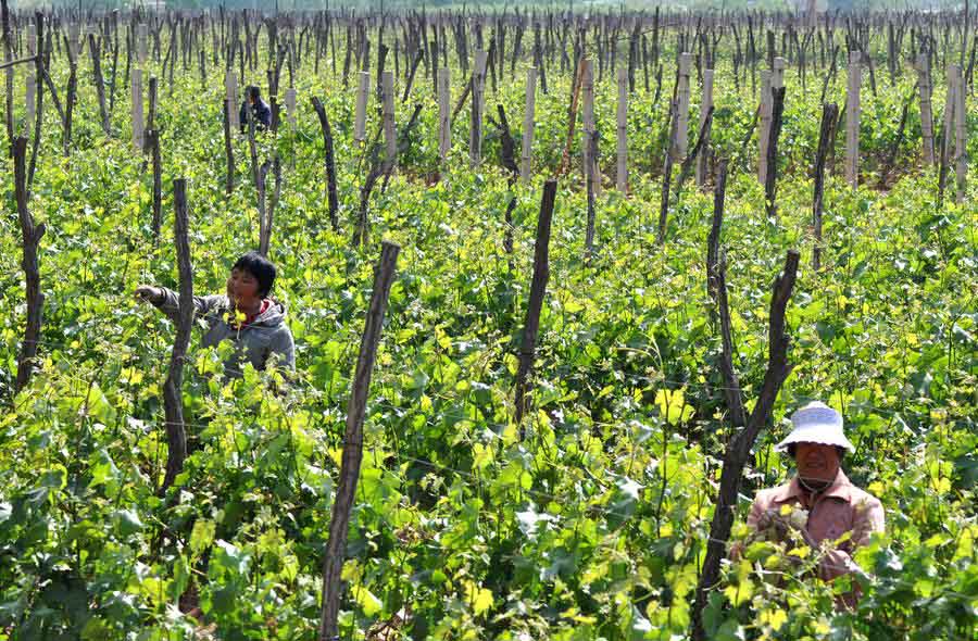 Los agricultores chinos ocupado con la agricultura como llega el verano