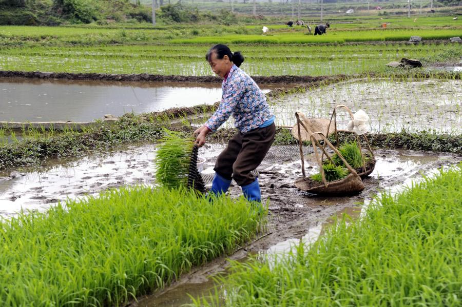 Los agricultores chinos ocupado con la agricultura como llega el verano