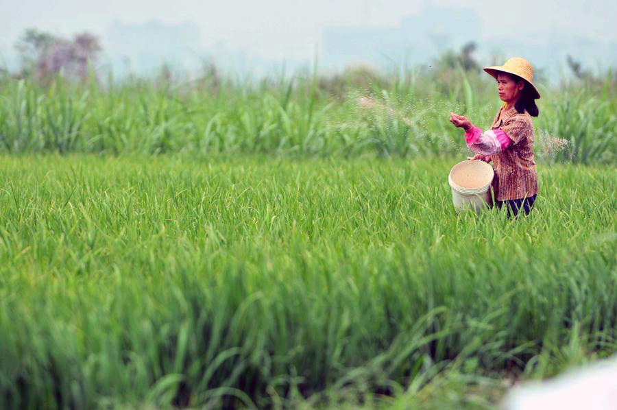 Los agricultores chinos ocupado con la agricultura como llega el verano