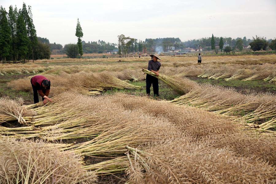 Los agricultores chinos ocupado con la agricultura como llega el verano