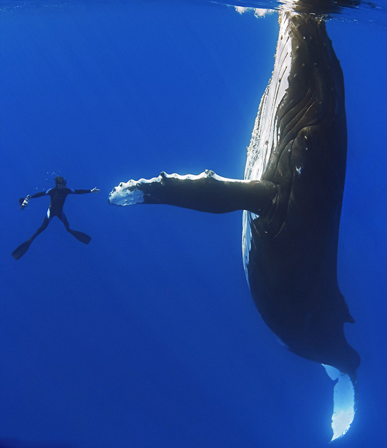 Hombre buceando con ballena jorobada 