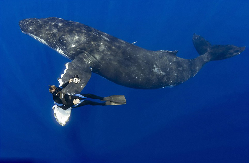 Hombre buceando con ballena jorobada 2
